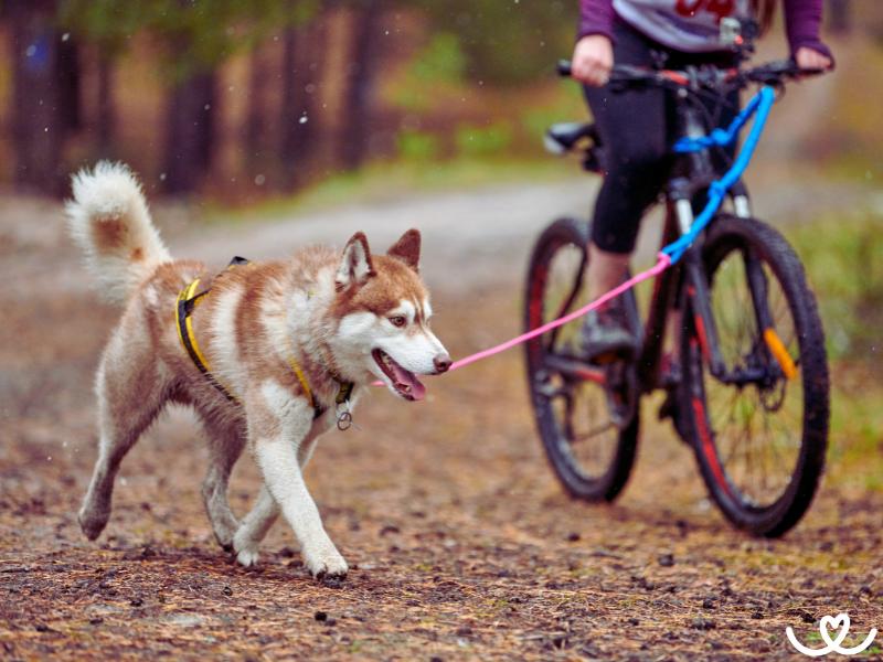 Psi-plemena-na-bikejoring (1)